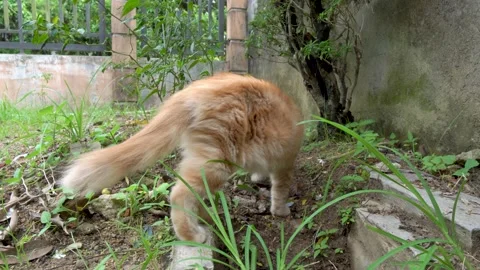 Domestic cat curious Stock Footage 184457220