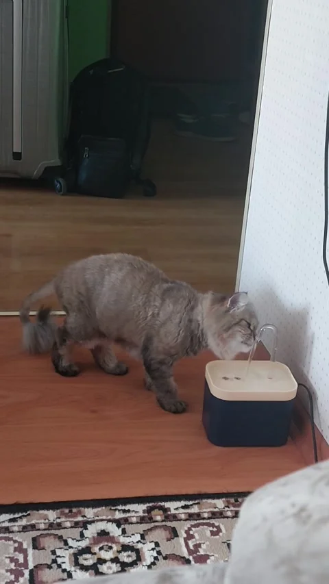 Domestic cat drinking water from a drinking fountain Stock Footage 317357261