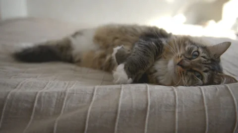 Domestic Cat during resting Stock Footage 38896089