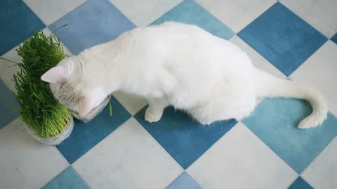 Domestic cat eats fresh green grass in the room Stock Footage 152352995