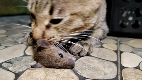 Domestic Cat eats Mouse Caught Indoors on Floor Tiles Stock Footage 305370642