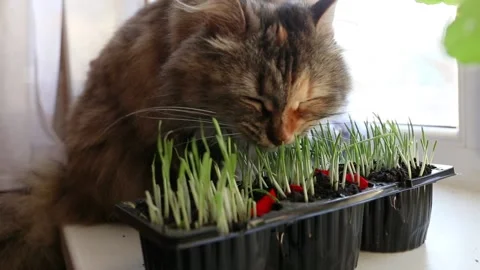 Domestic cat eats potted green grass in spring on the windowsill Stock Footage 153370751