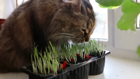Domestic cat eats potted green grass in spring on the windowsill Stock Footage 153370754