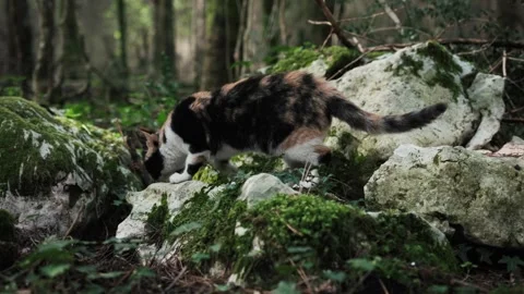 Domestic cat exploring forest rocks, carefully moving across stones Stock Footage 324572756