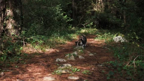 Domestic cat exploring forest trail, moving through wild greenery Video stock 324572836