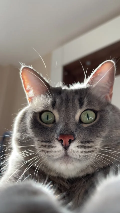 Domestic cat with expressive eyes darting from side to side Stock Footage 304261253