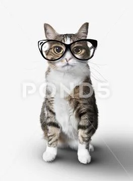 Domestic cat with eyeglasses. Stock Photos