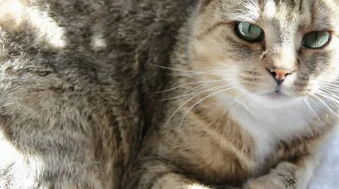 Domestic Cat Stock Footage 11017631
