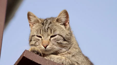 Domestic cat Video stock 36771511
