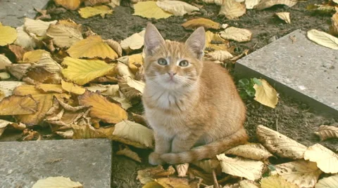Domestic cat Stock Footage 45905957