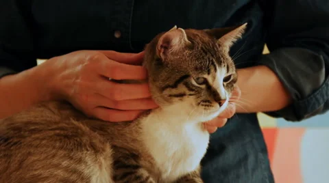 Domestic cat Stock Footage 50502540
