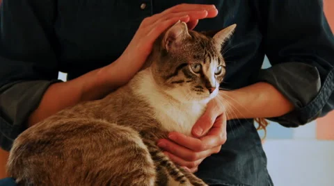 Domestic cat Stock Footage 50502649