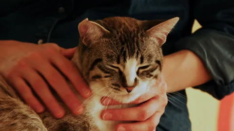 Domestic cat Stock Footage 50503140