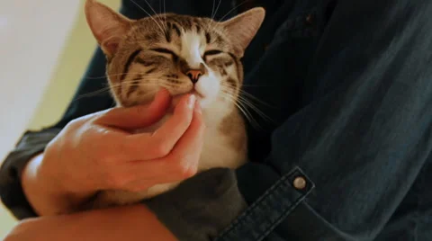 Domestic cat Stock Footage 50503196