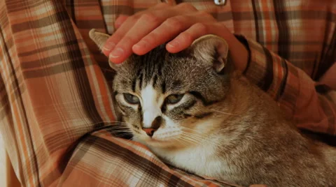 Domestic cat Stock Footage 50503740