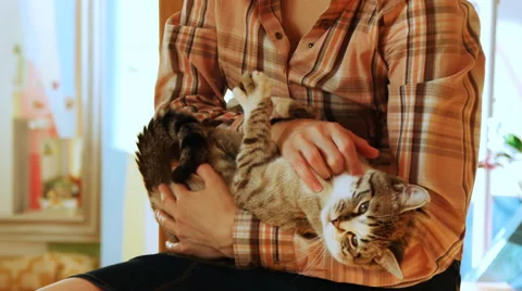 Domestic cat Stock Footage 50503800