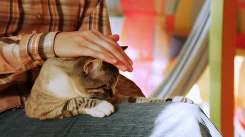 Domestic cat Stock Footage 50504344