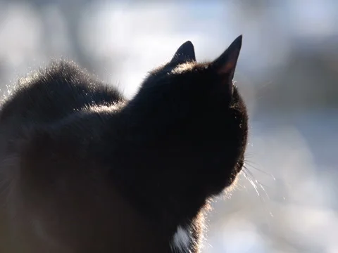 Domestic cat Video stock 72292385