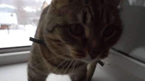 Domestic cat Stock Footage 106571234