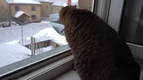 Domestic cat Stock Footage 106571264