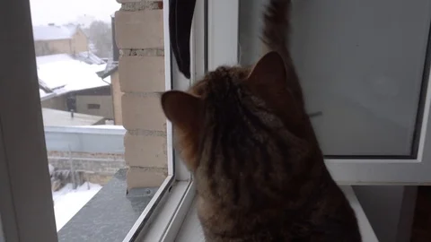 Domestic cat Stock Footage 106571283