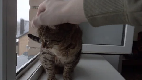 Domestic cat Stock Footage 106571284