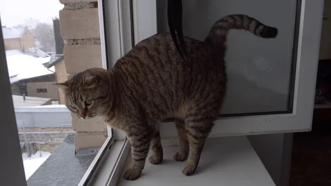 Domestic cat Stock Footage 106571299
