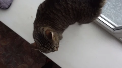 Domestic cat Stock Footage 106571307