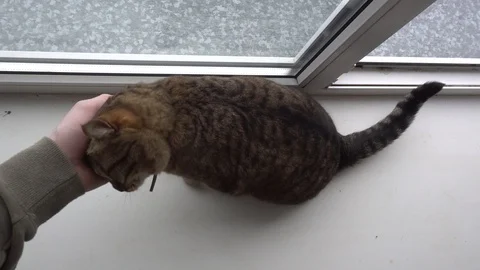 Domestic cat 動画素材 106571314