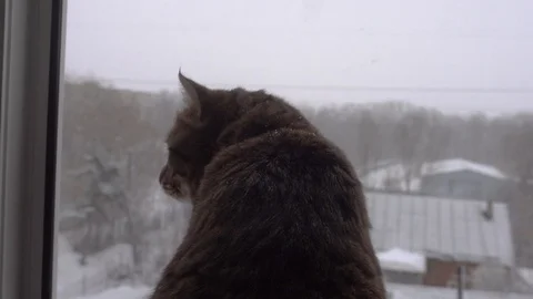 Domestic cat 動画素材 106571335