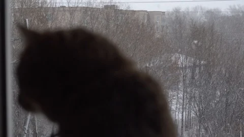 Domestic cat Vidéo 106571343