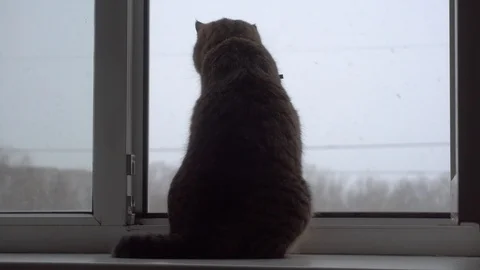 Domestic cat Stock Footage 106571351
