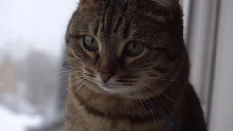 Domestic cat Vídeo Stock 106571369
