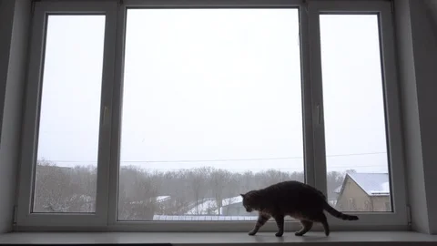Domestic cat Stock Footage 106571378