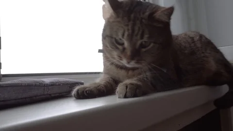 Domestic cat Stock Footage 106571394