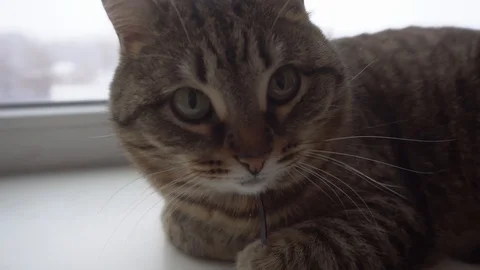Domestic cat Stock Footage 106571398