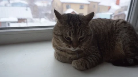 Domestic cat Stock Footage 106571418