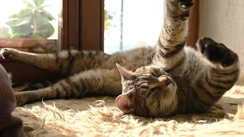 Domestic cat Stock Footage 142598808