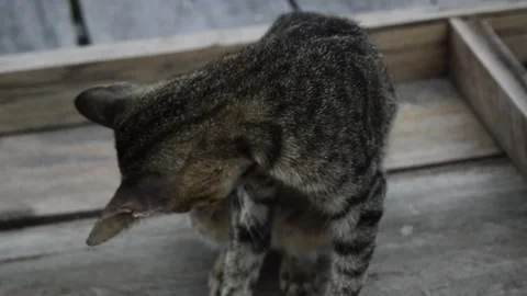 Domestic cat Stock Footage 192849019