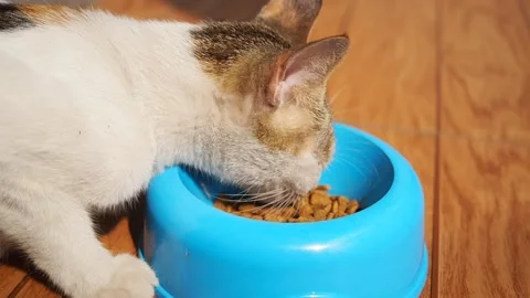 A domestic cat Stock Footage 251268647