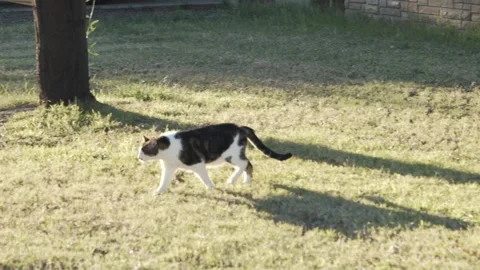 Domestic Cat Stock Footage 321250997