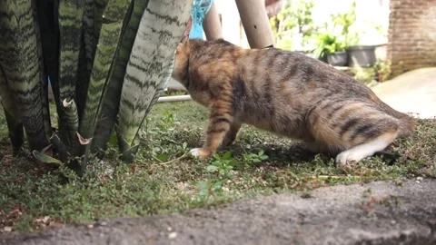 Domestic cat Stock Footage 330211345