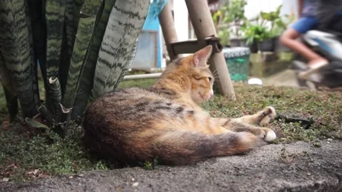 Domestic cat Stock Footage 330211387