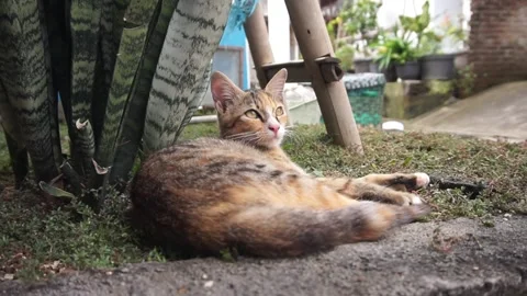 Domestic cat Stock Footage 330211396