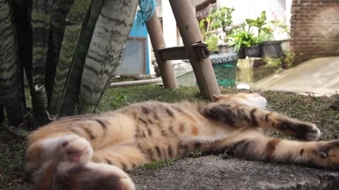 Domestic cat Stock Footage 330211444