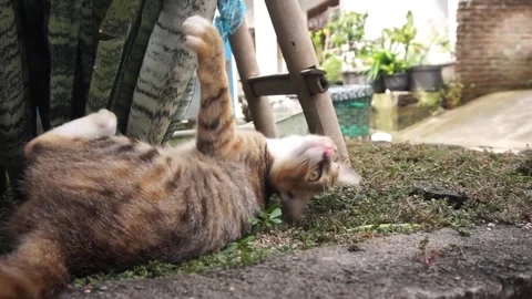 Domestic cat Stock Footage 330211447