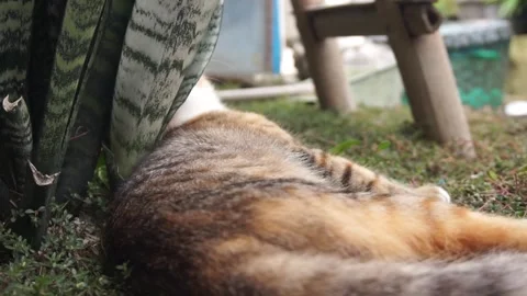 Domestic cat Stock Footage 330211449
