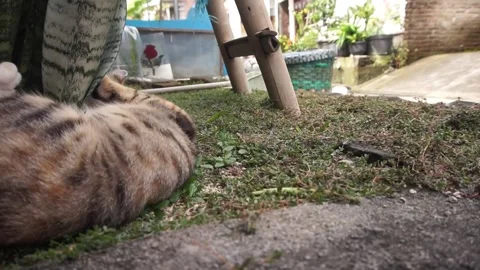 Domestic cat Stock Footage 330211484