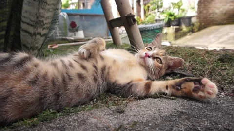 Domestic cat Stock Footage 330211488
