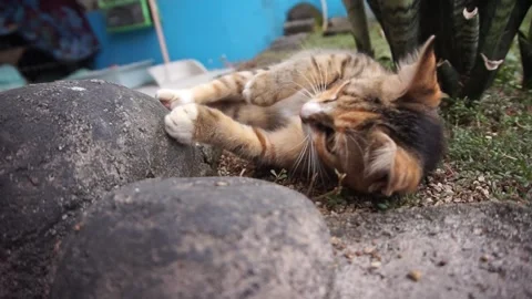 Domestic cat Video stock 330211499